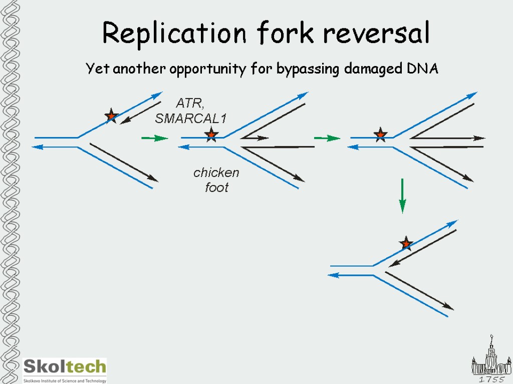 Replication fork reversal Yet another opportunity for bypassing damaged DNA